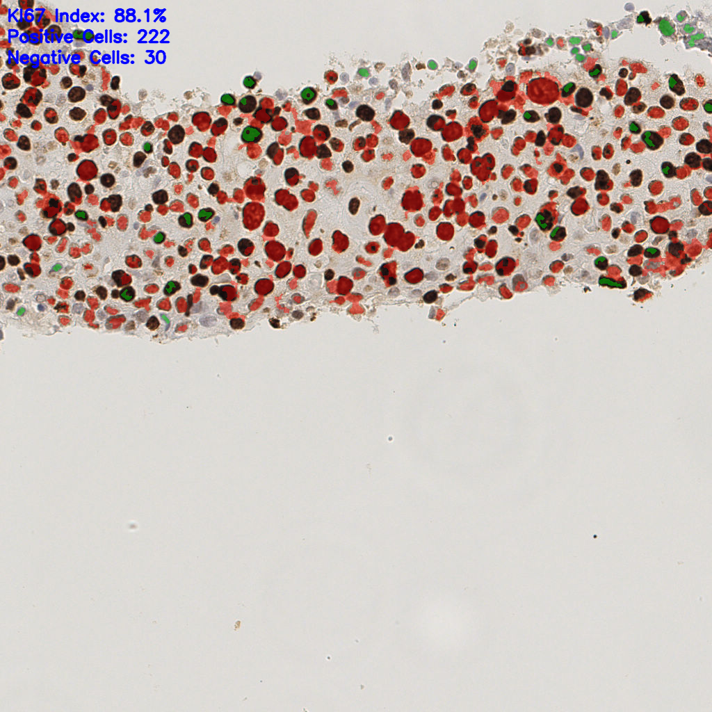 slice_48_15_x43008_y13440.png