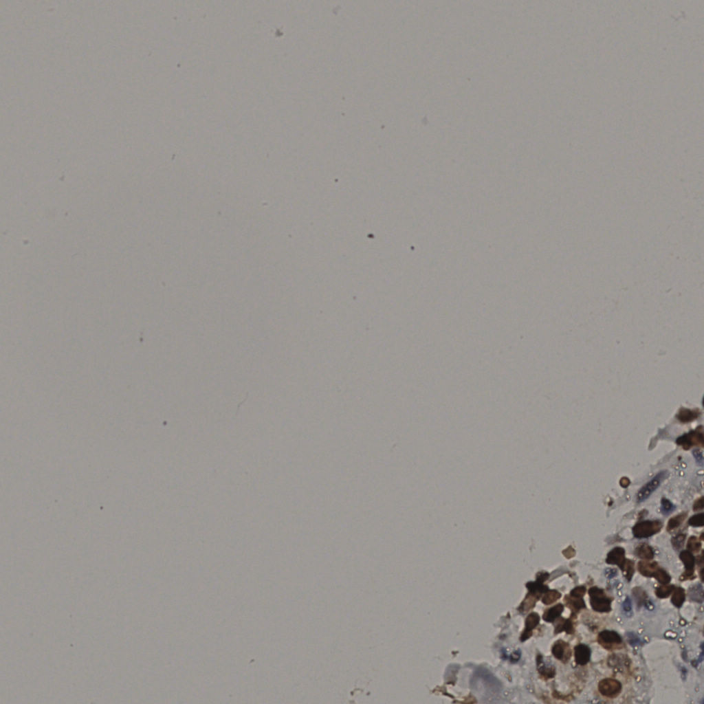 slice_29_25_x25984_y22400.png