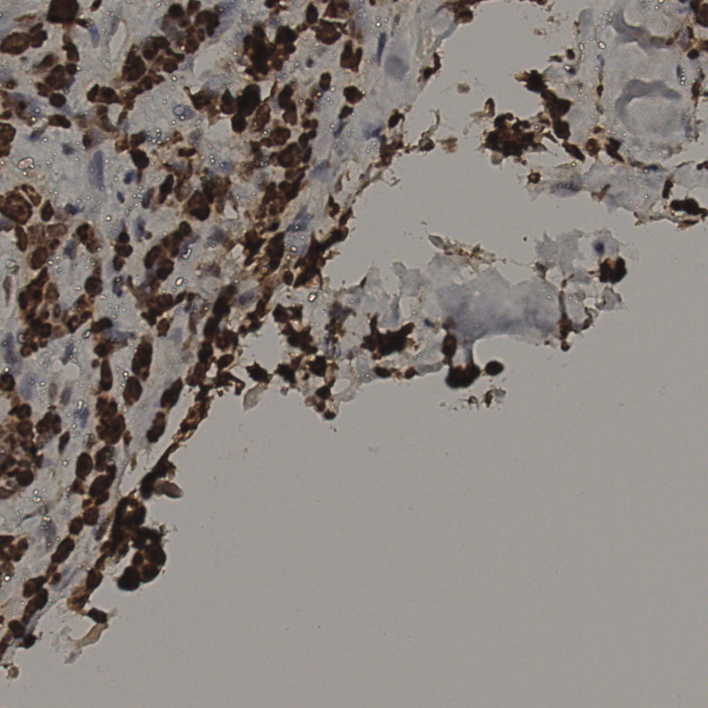 slice_33_27_x29568_y24192.png