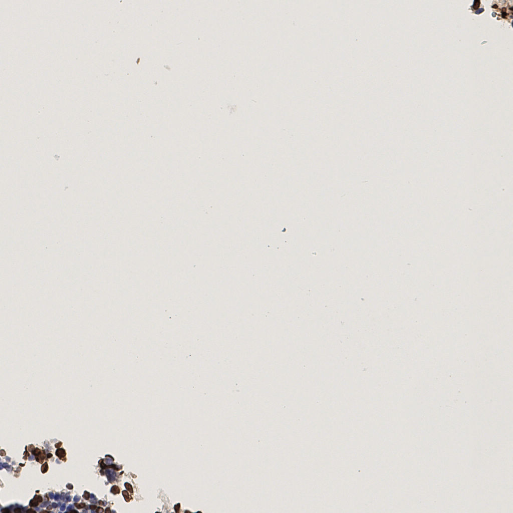 slice_41_8_x36736_y7168.png