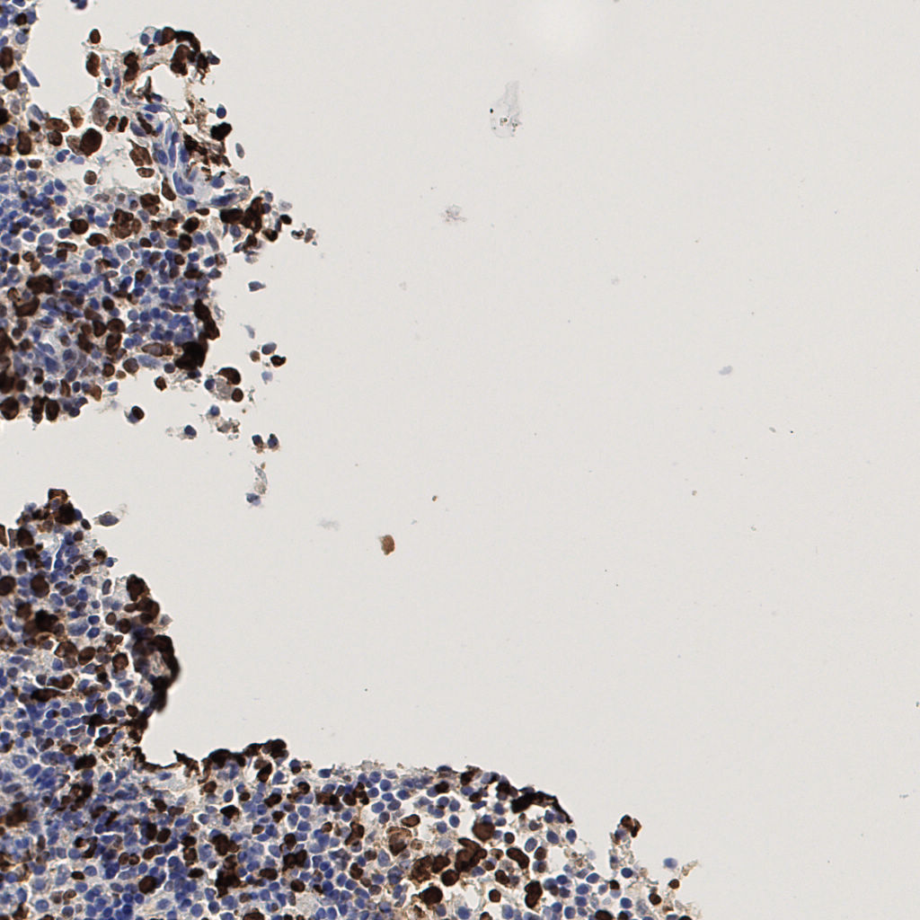 slice_48_6_x43008_y5376.png