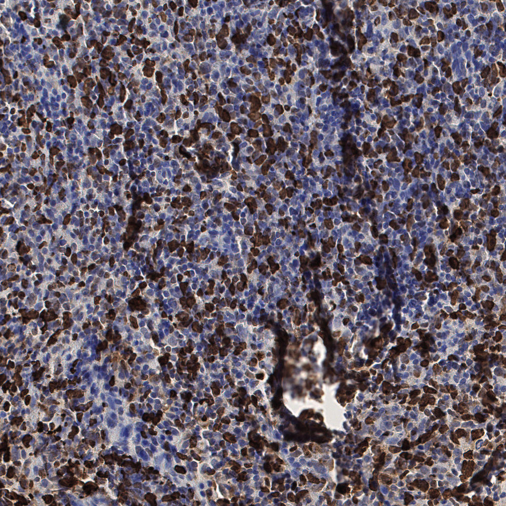 slice_54_20_x48384_y17920.png