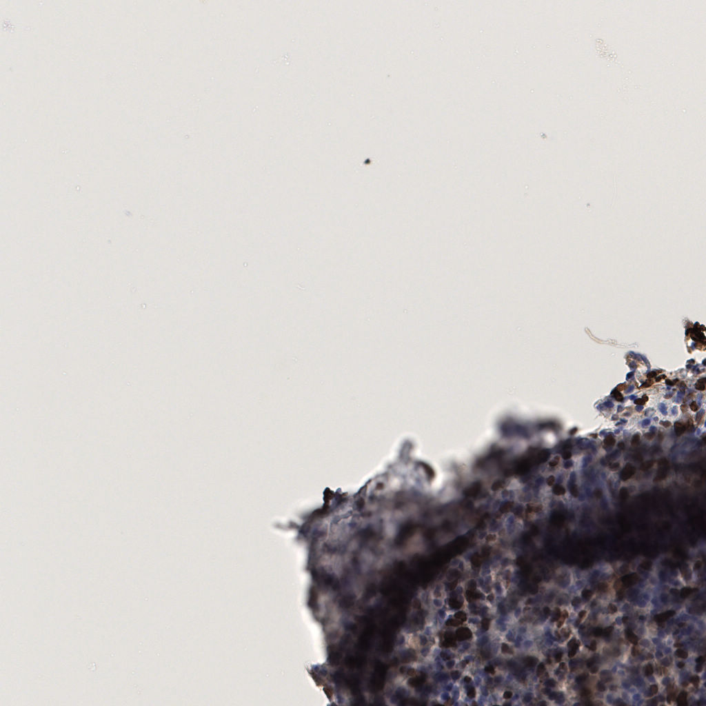 slice_56_8_x50176_y7168.png