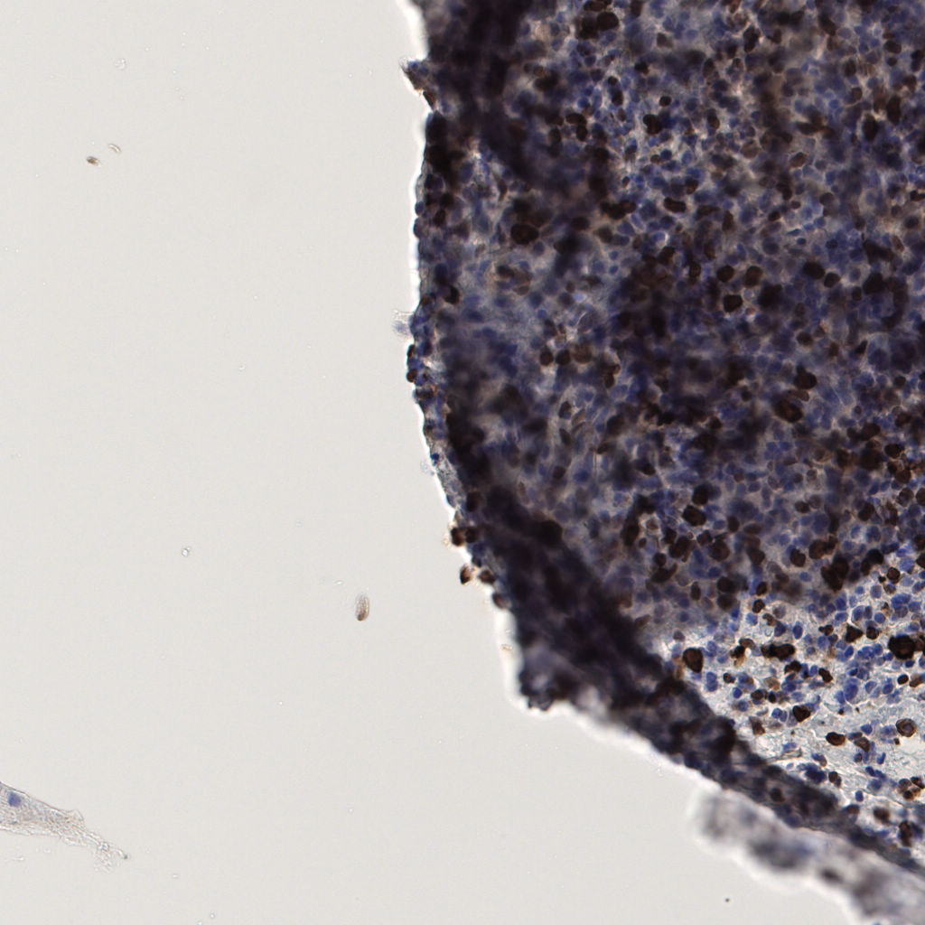 slice_56_9_x50176_y8064.png