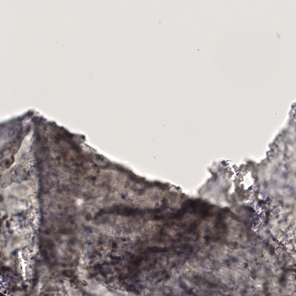 slice_58_8_x51968_y7168.png